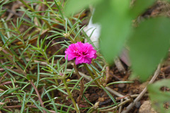 Portulaca grandiflora
